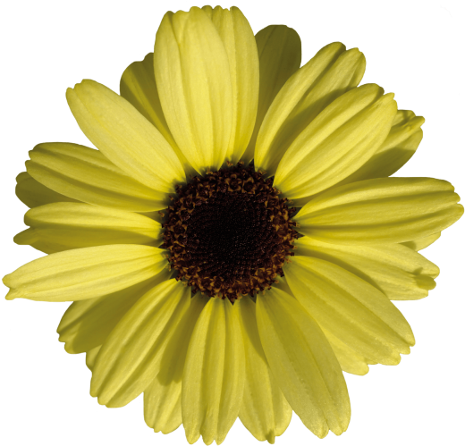 You May Also Like - Daisy Clipart (600x755), Png Download