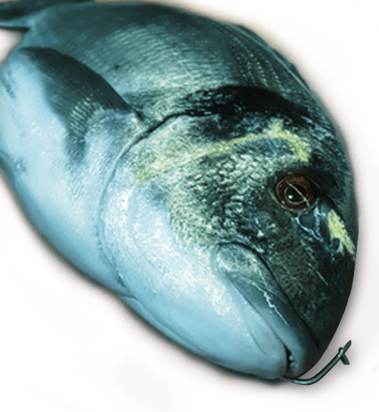 Tamaño - - Marine Mammal Clipart (546x593), Png Download