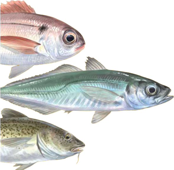 Cada Pescado Tiene Una Historia - Bait Fish Clipart (597x597), Png Download