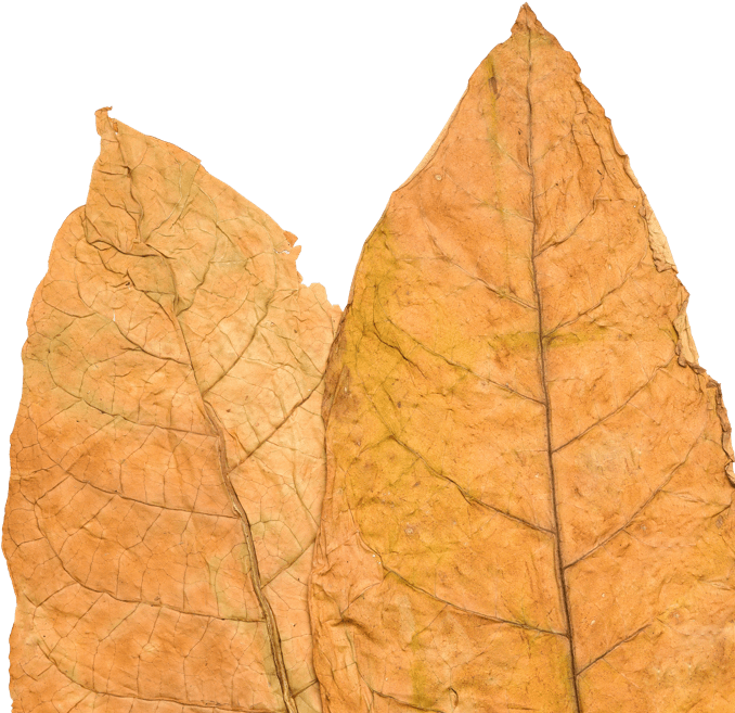 Tobacco Leaf - Gambel Oak Clipart (813x798), Png Download