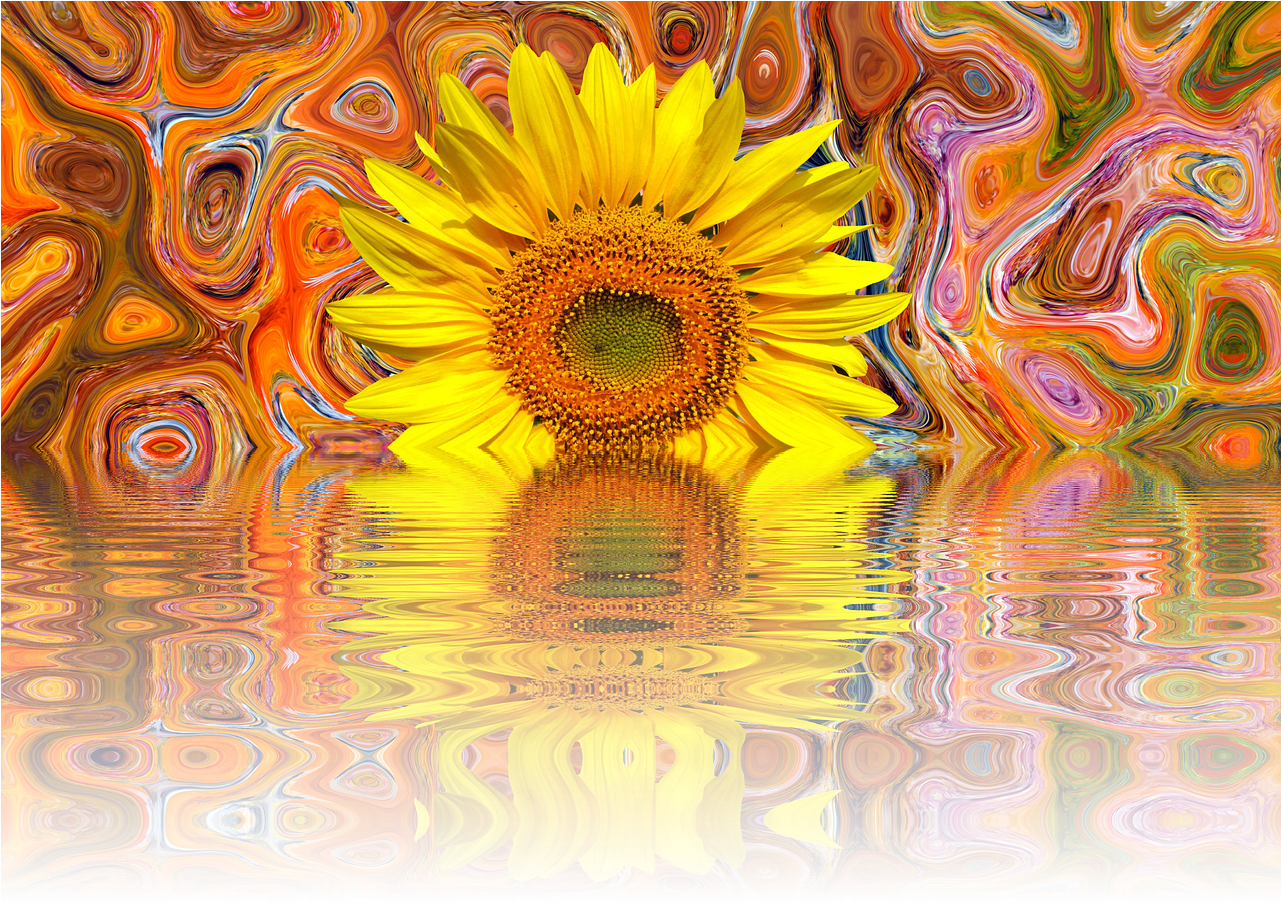 Sun Flower Summer Late Summer - Sunflower Clipart (1280x910), Png Download