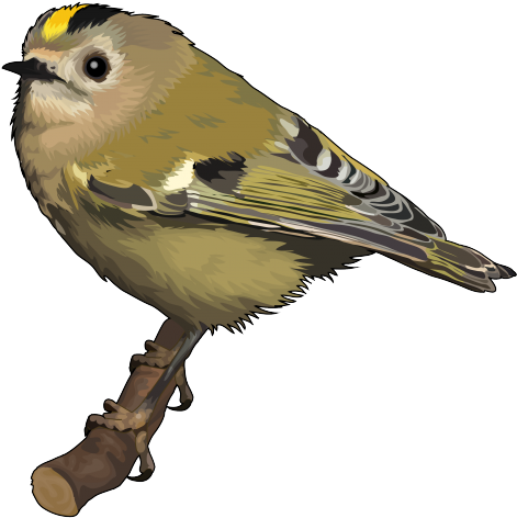 Reyezuelo - Simbolo Animal De Tenerife Clipart (700x494), Png Download