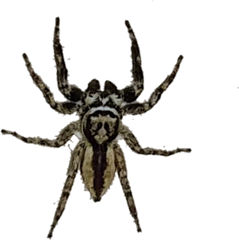 #spider #spiders #araña #arañas - Araneus Cavaticus Clipart (524x545), Png Download