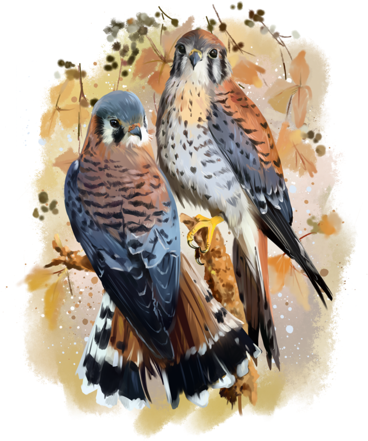 Clip Art Library Library American Kestrel Watercolor - Watercolor Painting - Png Download (800x958), Png Download