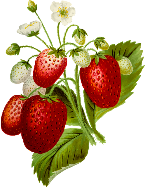 Discover Ideas About Strawberry Plants - Strawberries Plant Png Clipart (497x640), Png Download