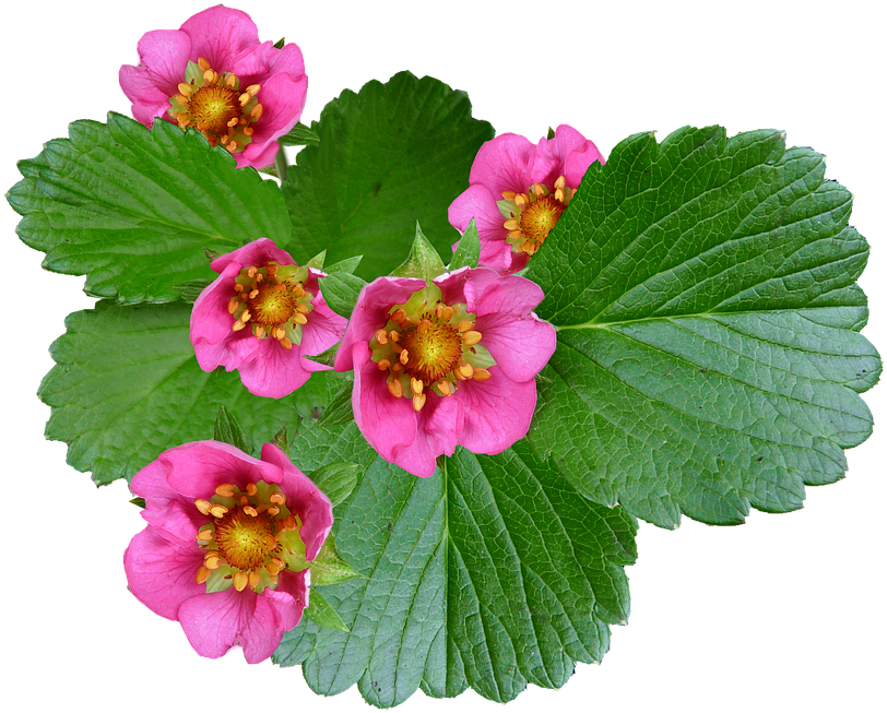 Flowers Pink Strawberry Plant - Begonia Clipart (823x720), Png Download
