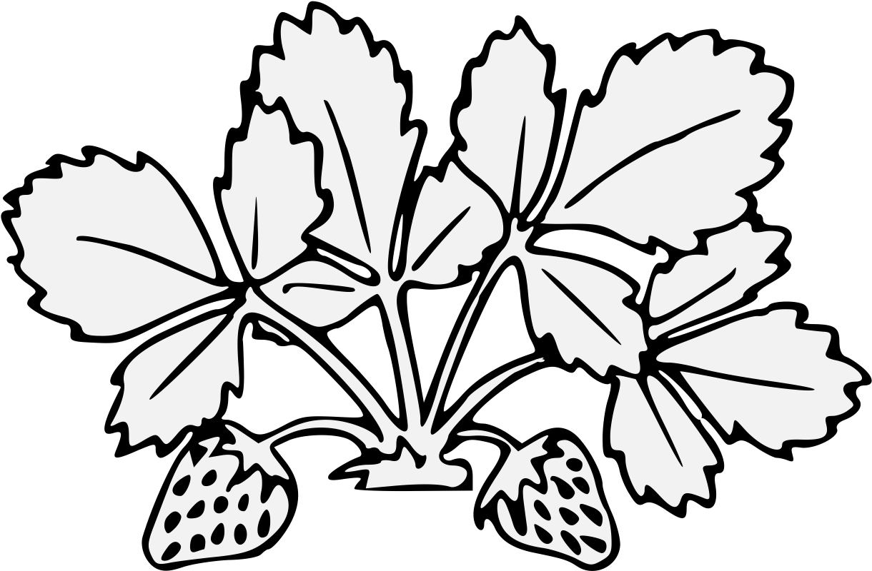Details, Png - Strawberry Plant Png Black And White Clipart (1237x810), Png Download