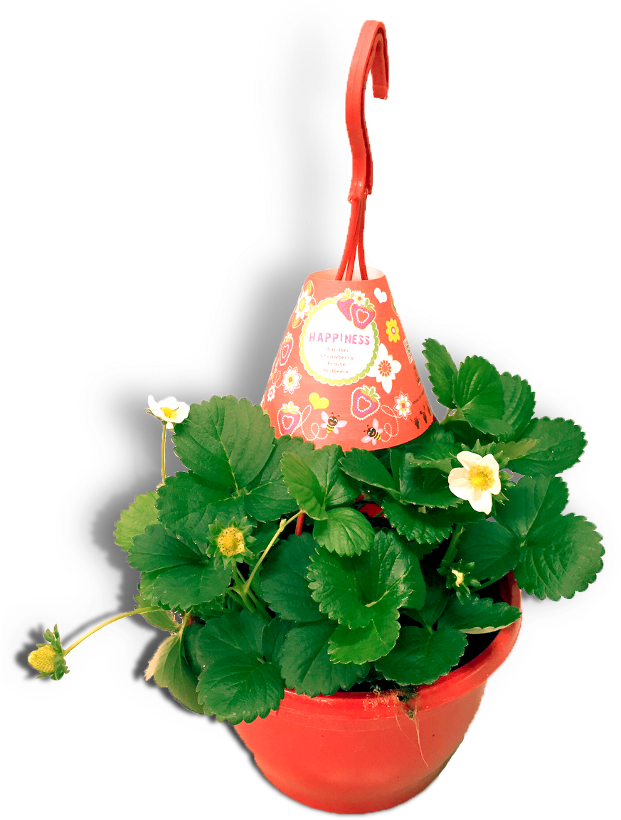 Aardbeienplant 22cm Hangpot Productfoto Wit Shadow - Flowerpot Clipart (872x1181), Png Download