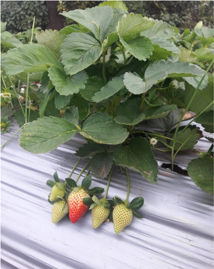 Order Now - Strawberry Clipart (720x540), Png Download