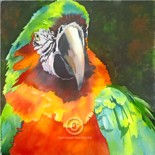 Anne Abgott Gallery - Macaw Clipart (1000x630), Png Download