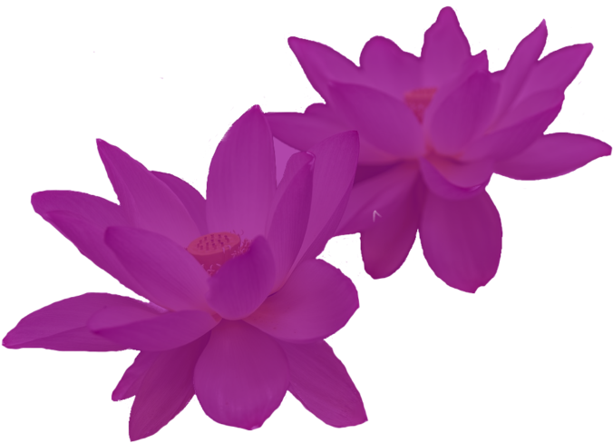 Water Lily Clipart (700x498), Png Download