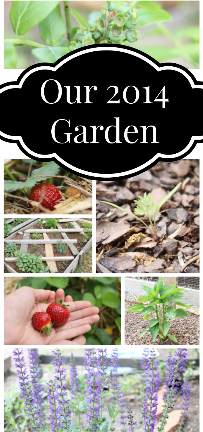Our 2014 Garden - Strawberry Clipart (695x1500), Png Download
