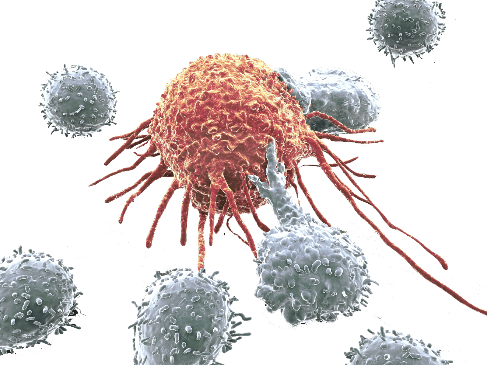 Cancer Cell Hero - Transparent Cancer Cells Png Clipart (1600x1200), Png Download