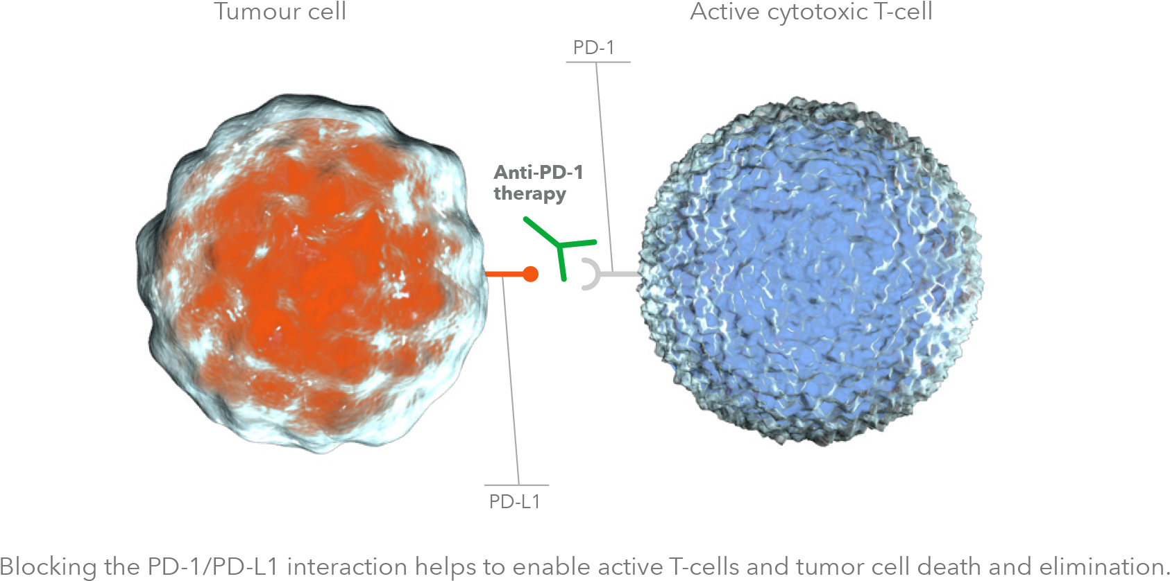 Non Small Cell Lung Cancer - Sphere Clipart (1716x868), Png Download