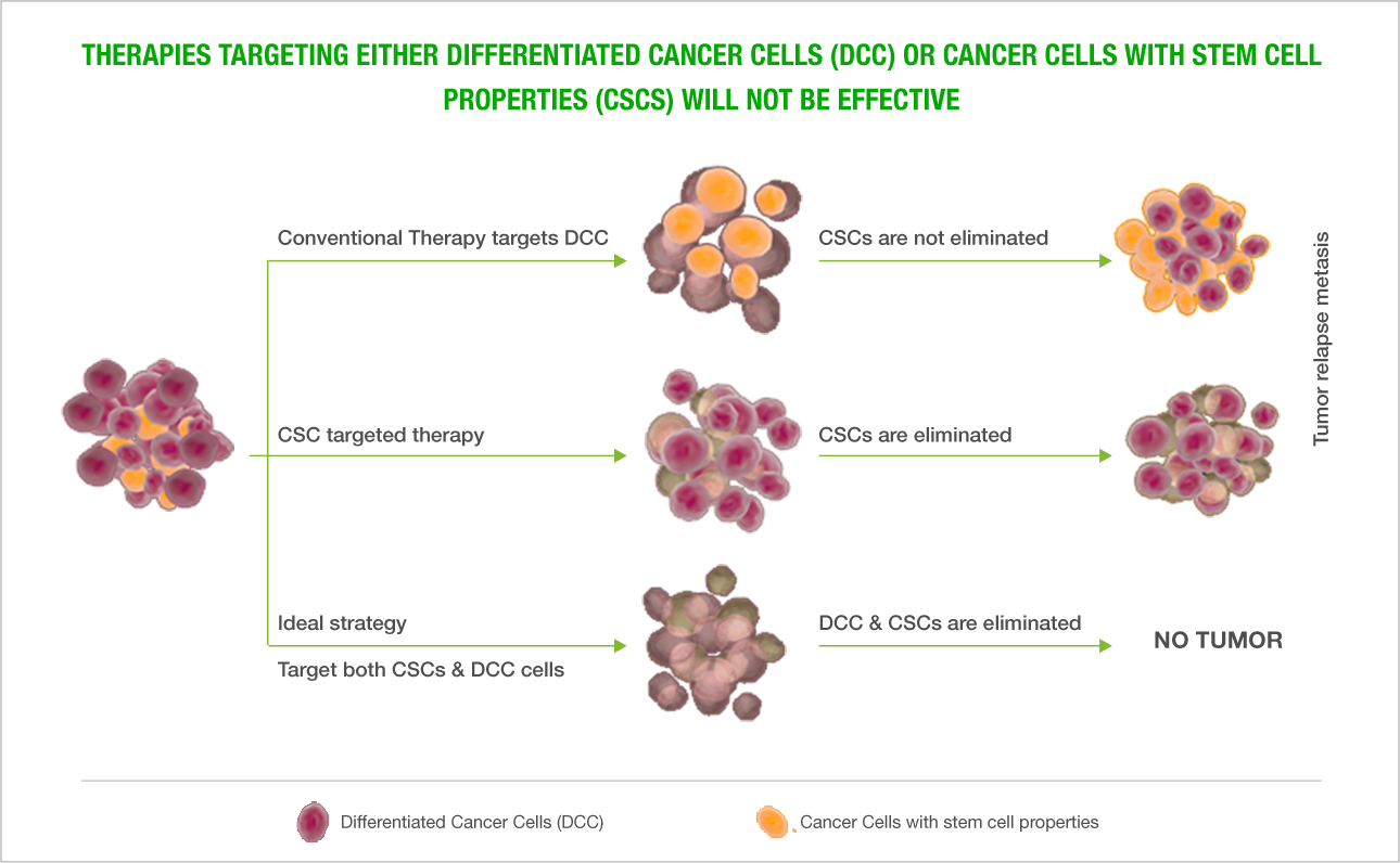 Cancer Stem Cells - Floral Design Clipart (1290x796), Png Download