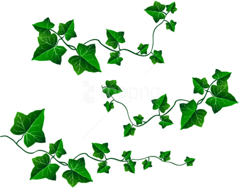Download Png - Clipart Vines And Leaves Transparent Png (850x676), Png Download