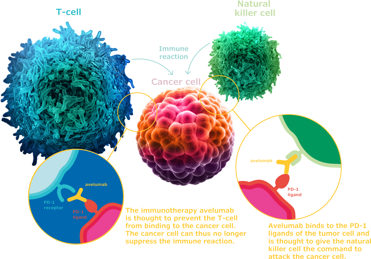 A Camouflaged Attack - Tumor Cell Png Clipart (1596x1112), Png Download