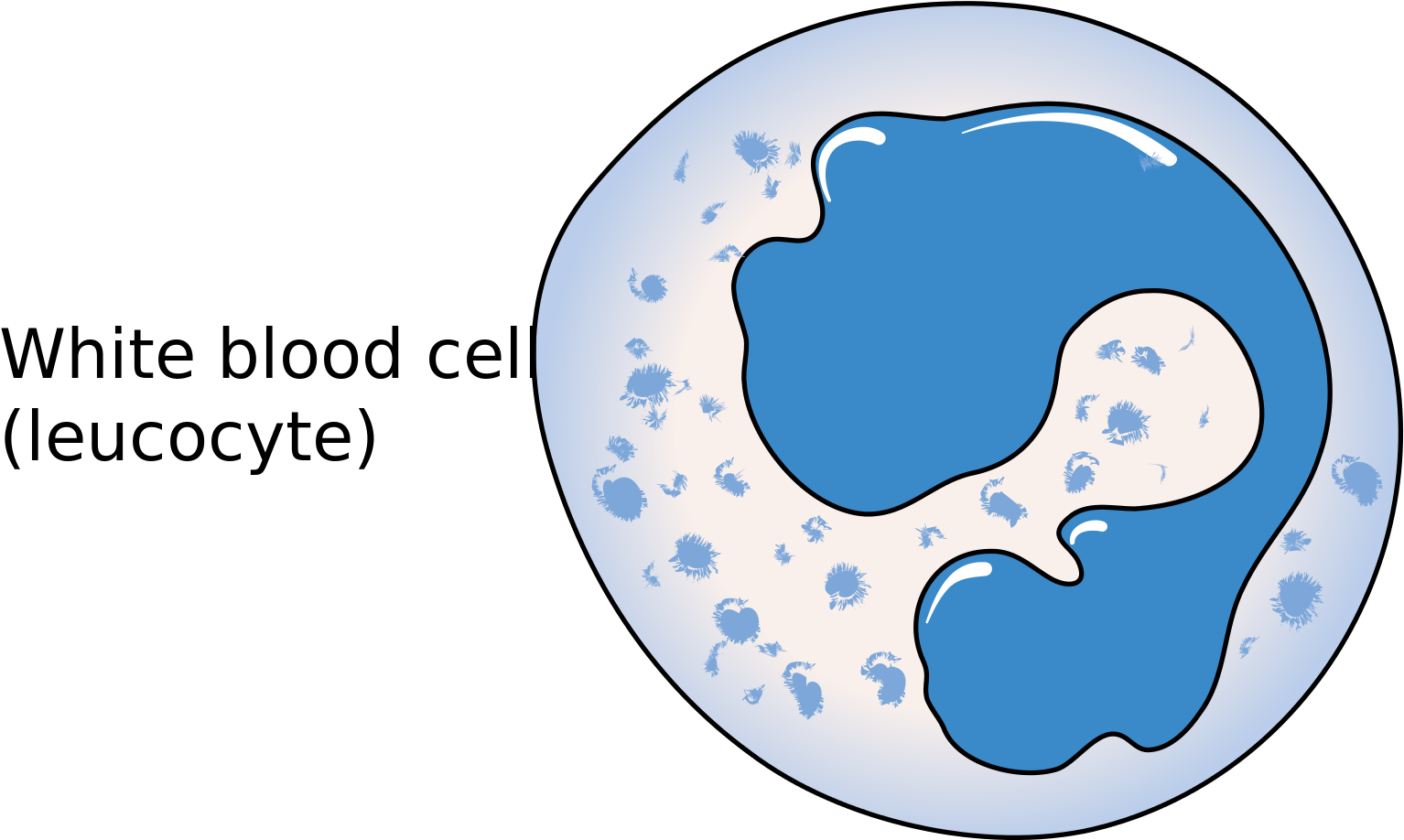 Picture Black And White File Diagram Of A Leucocyte - White Blood Cells Diagram Clipart (2000x1599), Png Download