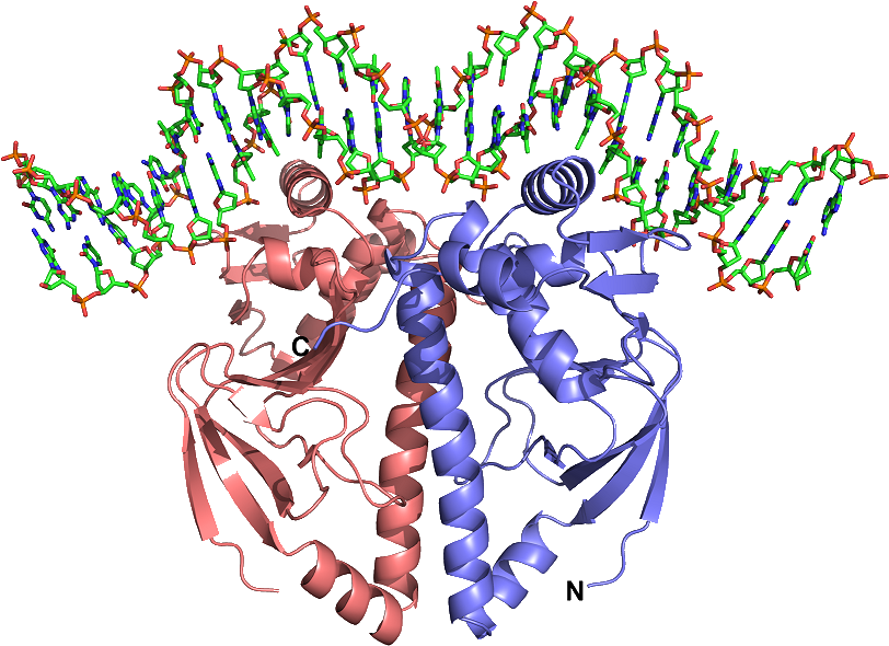 Dna Structure Clipart Protein Structure - Protein Structure High Resolution - Png Download (851x617), Png Download