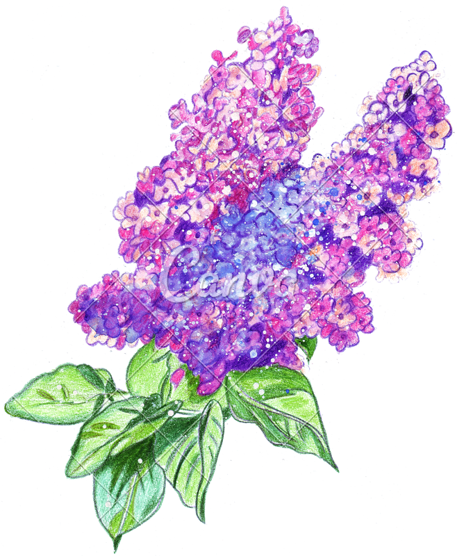 Jpg Free Library Hand Drawing Of A Watercolor Lilac - Hand Drawn Watercolor Png Clipart (658x800), Png Download