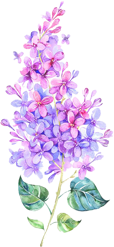 Pink Flower Purple Color - Flower Purple Watercolor Png Clipart (552x877), Png Download