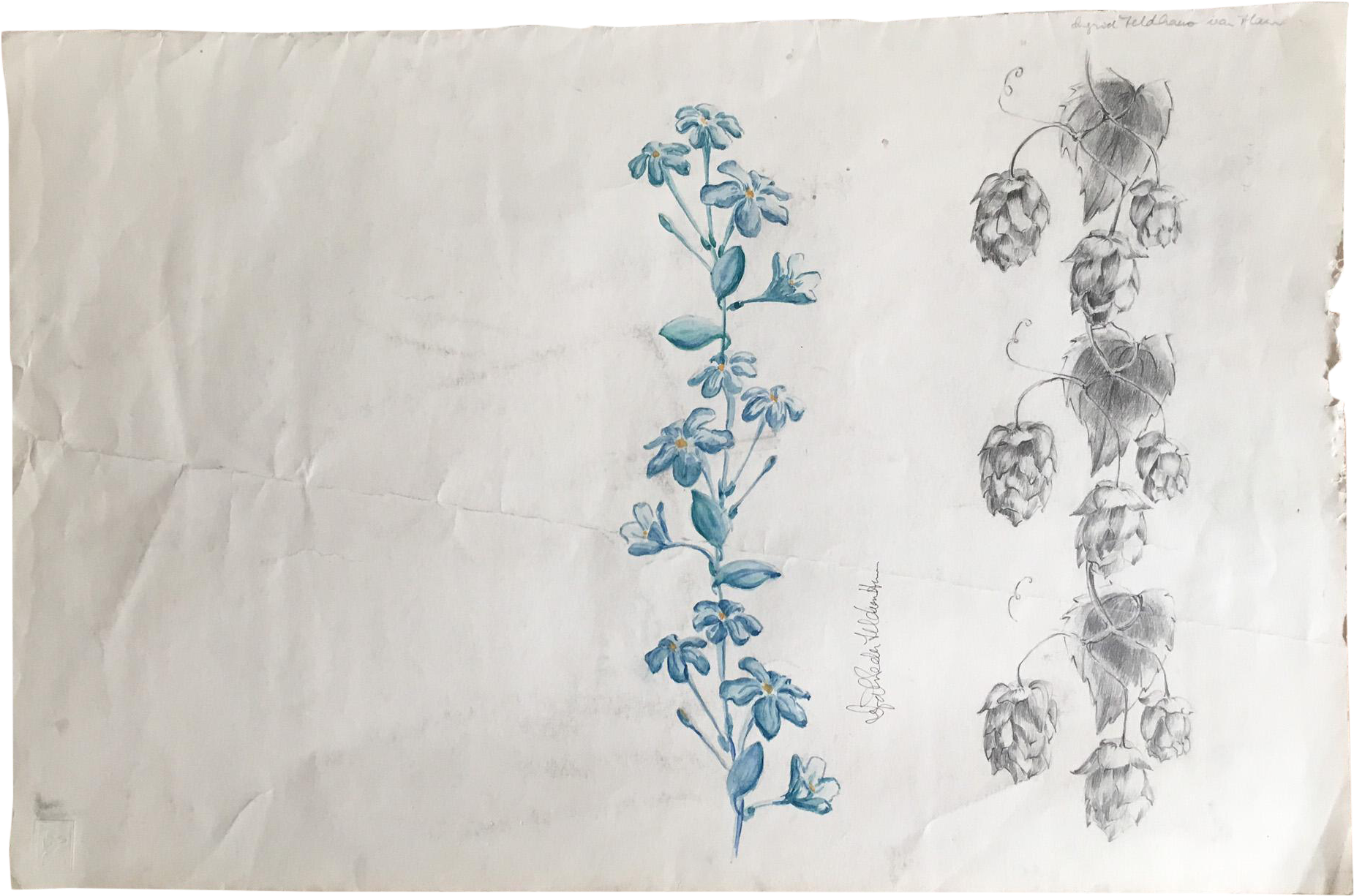 Dutch Plein Air Wildflower Study - Sketch Clipart (1952x1330), Png Download