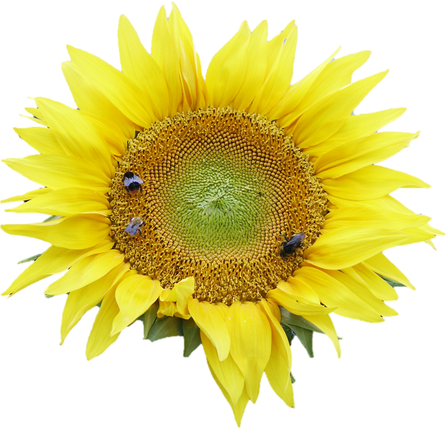 Sunflower Clipart (945x1261), Png Download