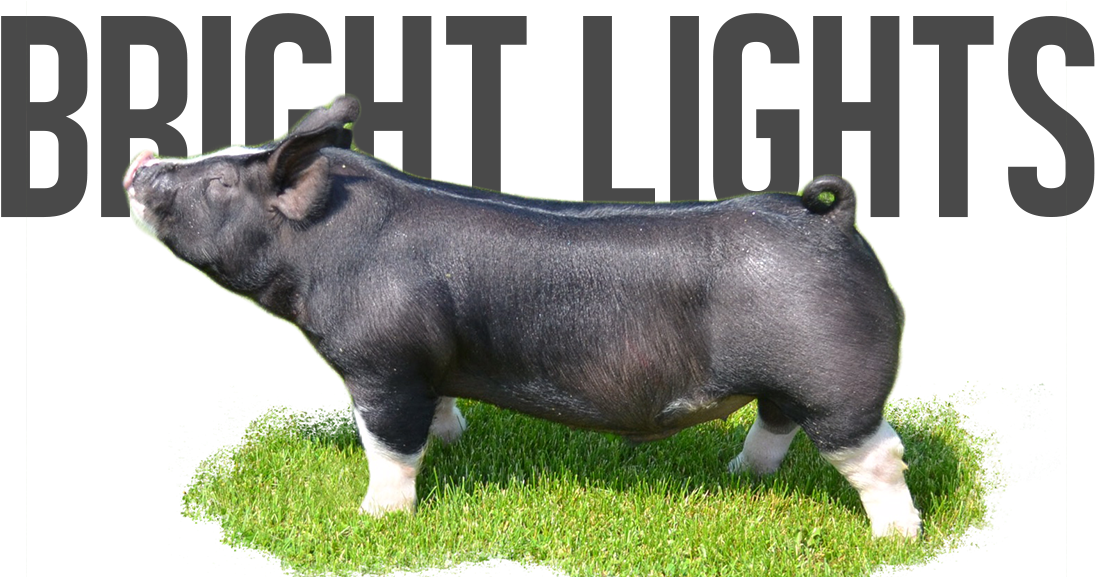 Domestic Pig Clipart (1131x576), Png Download