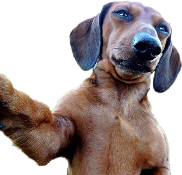 #dog #selfie #dogselfie - Selfie Stick With Animals Clipart (692x665), Png Download
