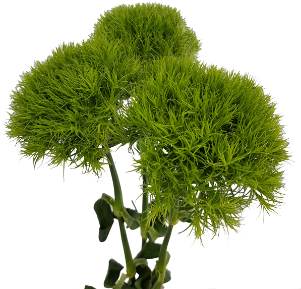 Green Ball - Pond Pine Clipart (600x600), Png Download