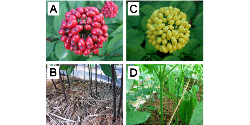 Distinct Characteristics Of Berry And Stem Of Two P - Silver Buffaloberry Clipart (850x426), Png Download