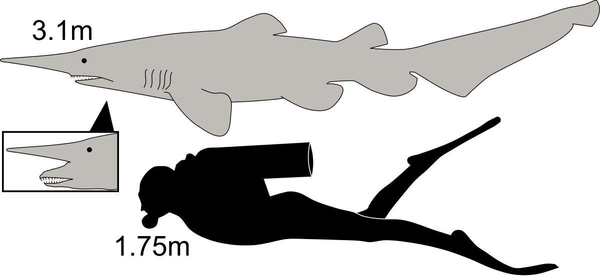 Goblin Wikipedia - Goblin Shark Compared To Human Clipart (1200x553), Png Download