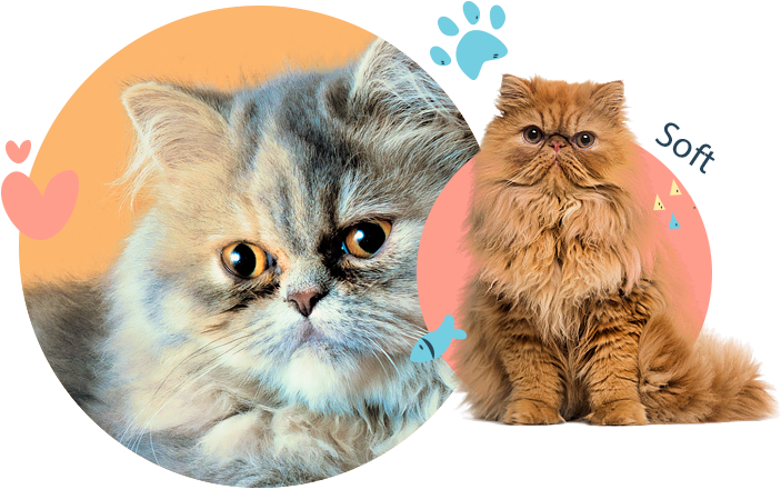 Persian Cats - Different Types Of Cats Clipart (774x532), Png Download
