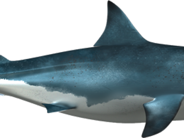 Shark Clipart (640x480), Png Download