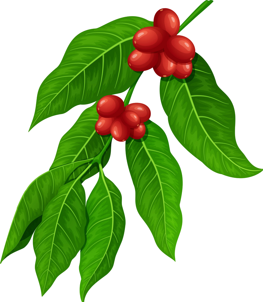 Coffee Plant - Coffee Leaf Illustration Clipart (867x995), Png Download