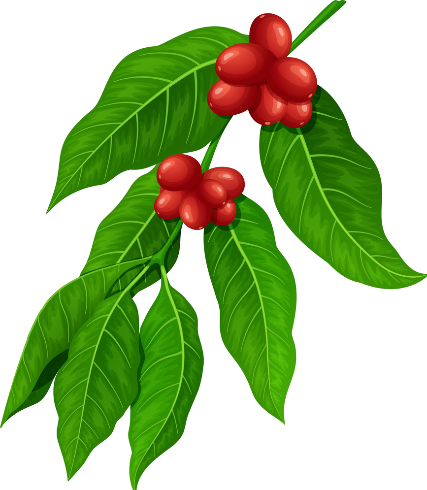 Download Coffee Plant - Coffee Leaf Illustration Clipart Png Download - PikPng