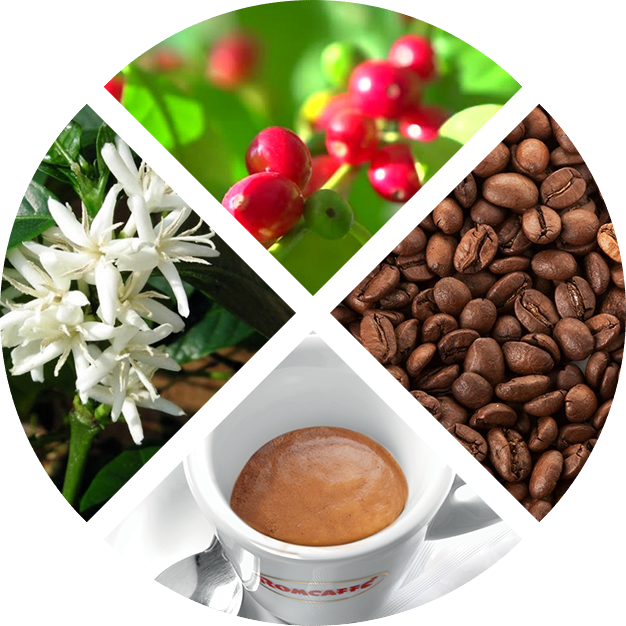 Coffe - Pianta E Fiore Del Caffè Clipart (626x626), Png Download