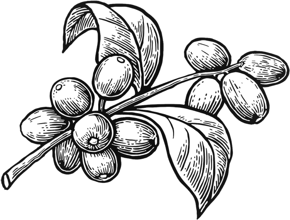 Organic Robusta Coffee Coffee Plant Vector Png Clipart Large Size Png Image Pikpng