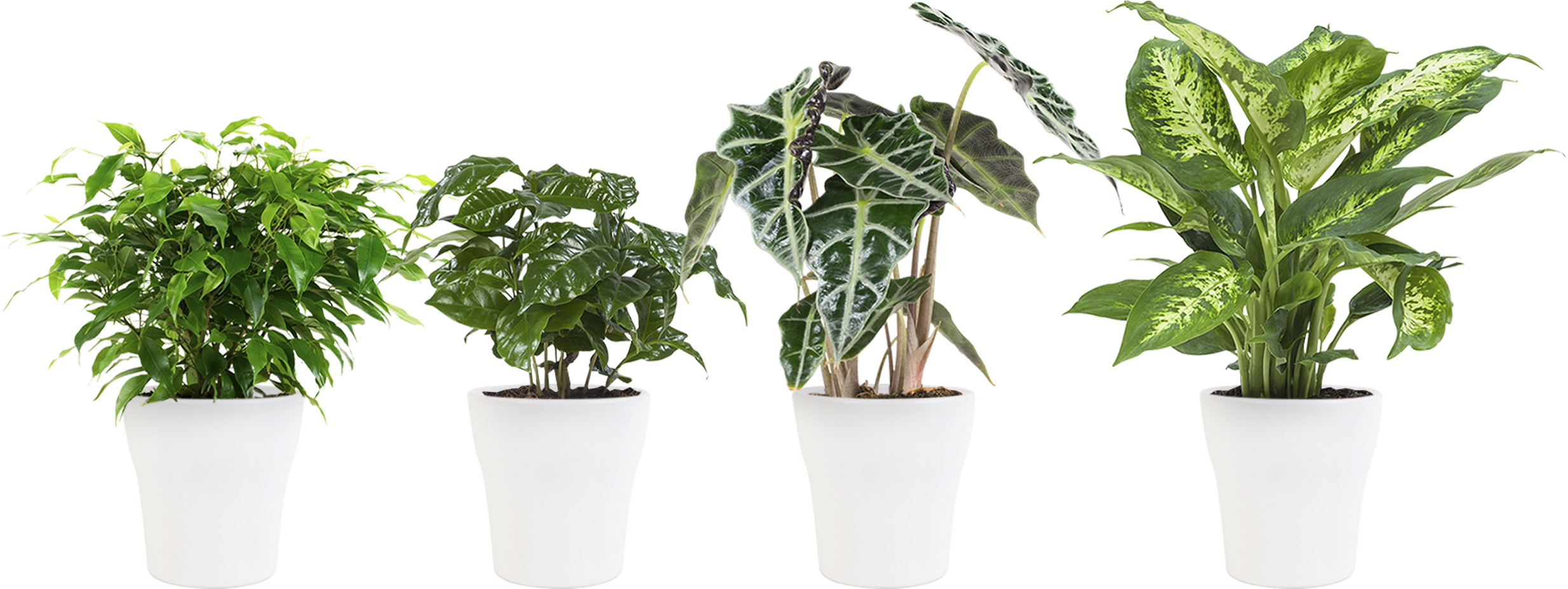 4 × Potted Plant Ficus Green Kinky, Coffee Plant, Elefant Clipart (2500x2500), Png Download