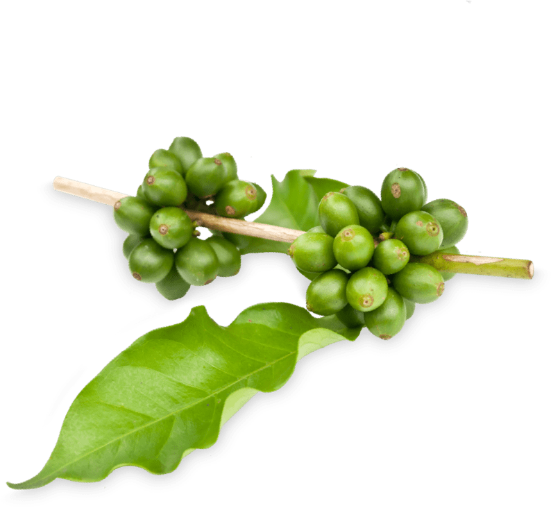 Prozis Green Coffee Extract - Fig Clipart (794x732), Png Download