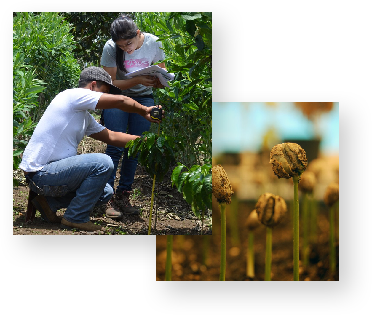 People Examining The Coffee Trees - Collage Clipart (1255x1063), Png Download
