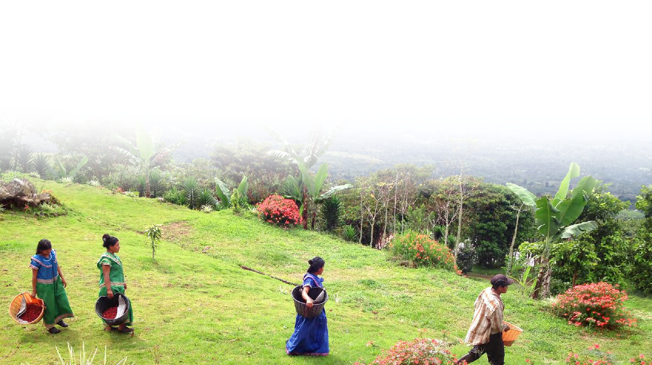 We Are Not A Coffee Farm, We Are A Coffee Garden - Field Clipart (1276x714), Png Download