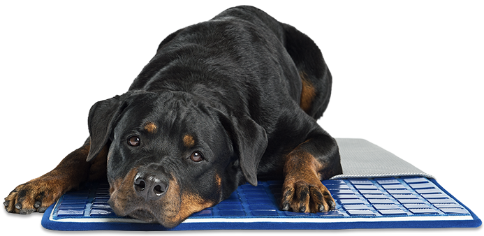 Gel Cell Cooling Cushion - Enchanted Home Pet Clipart (800x572), Png Download