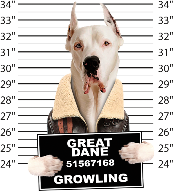 Very Cool Great Dane Mug Shot Funny Dog Art Long Sleeve - Dog Yawns Clipart (584x644), Png Download