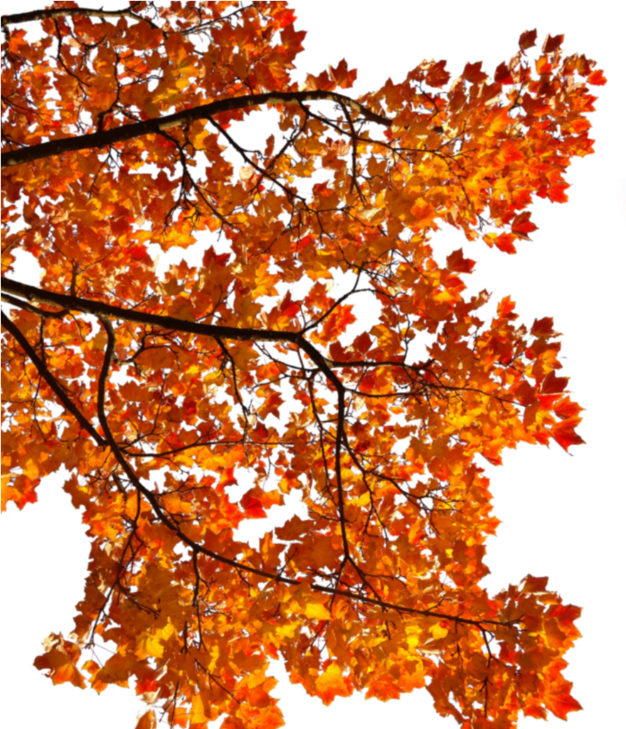 #mq #tree #orange #leaf #autumn #fall - Autumn Tree Branch Png Clipart (1024x1024), Png Download