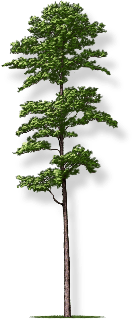 Tree Height - Pond Pine Clipart (625x1080), Png Download