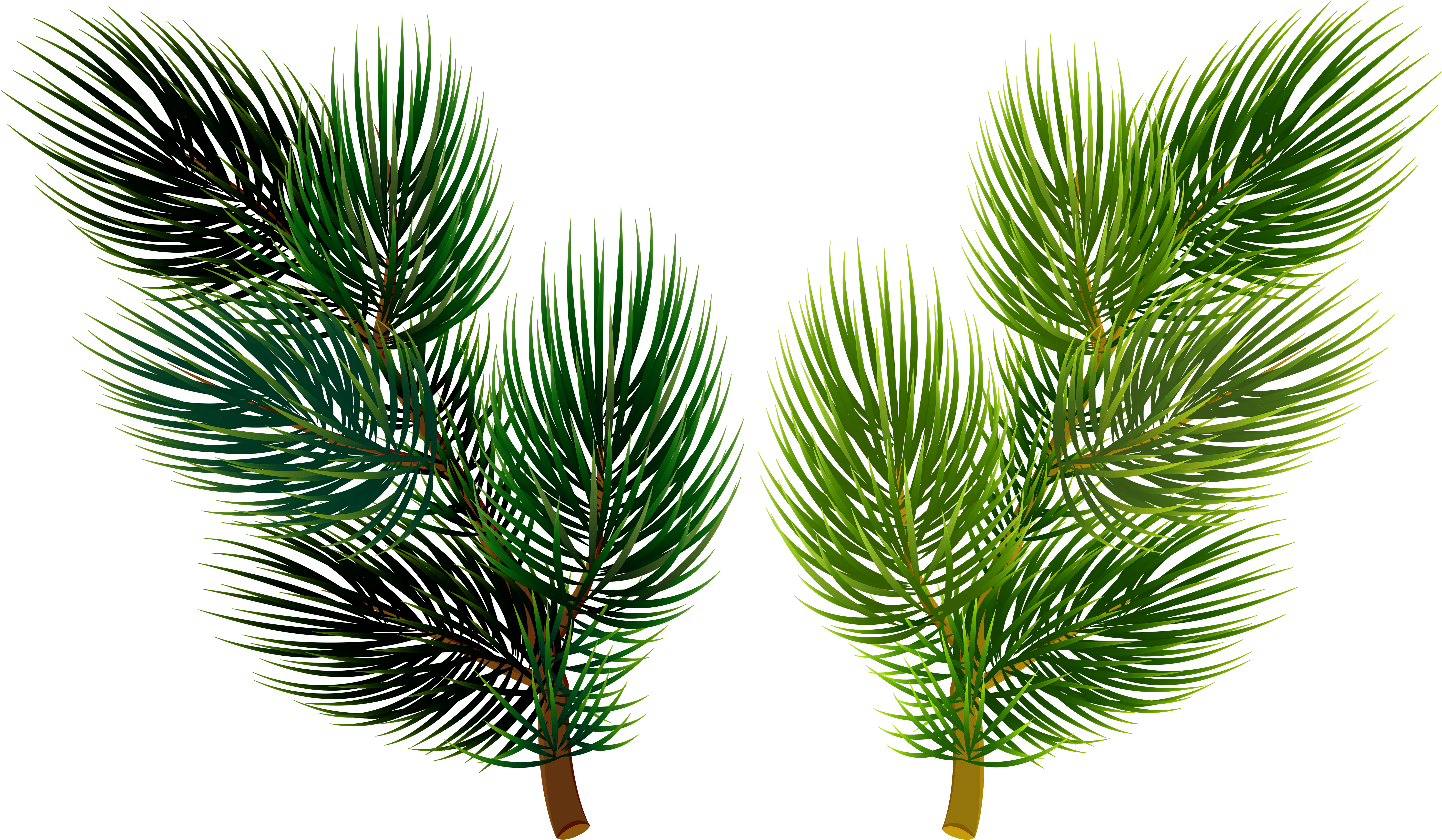 Pine Branches Png Clipart (6000x3533), Png Download