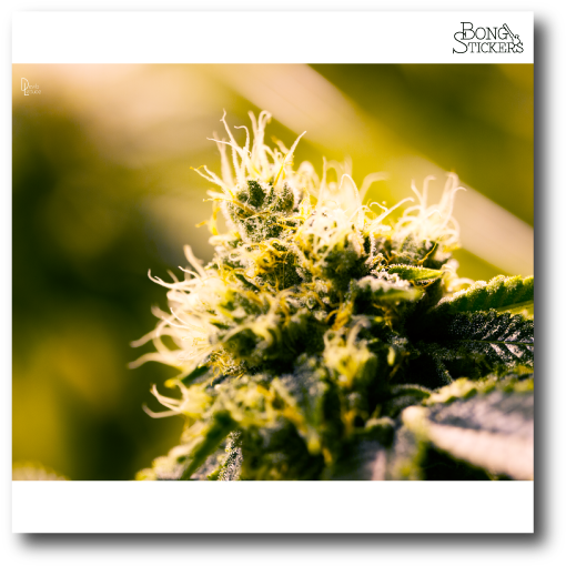 Dank Bud Weed Sticker - Grevillea Clipart (600x600), Png Download