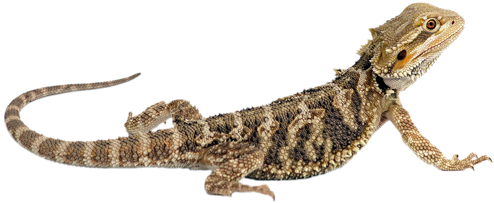 All Of Our Event Animals Are Born In Captivity And - Bearded Dragon Clip Art - Png Download (1000x411), Png Download