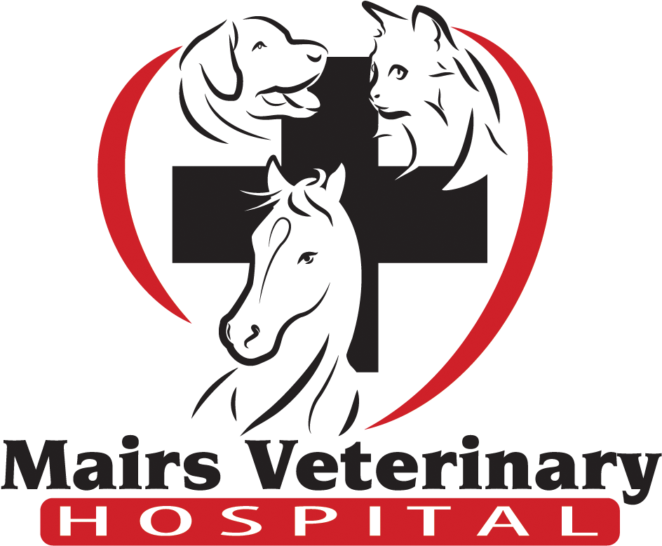 Mairs Veterinary Hospital - Stallion Clipart (1220x1017), Png Download